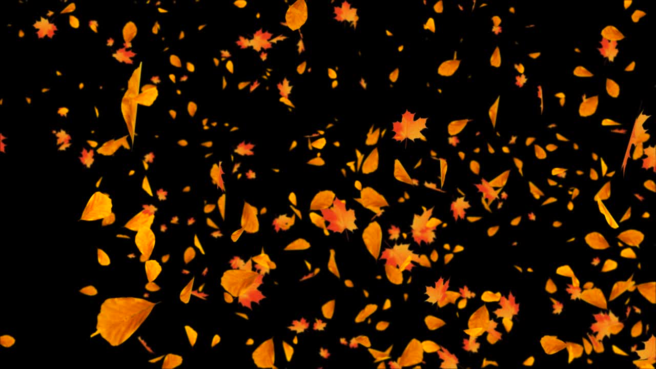 Yellow Maple Autumn leaves Falling to Ground Dust Wind Storm Wind leaf Loop background Alpha