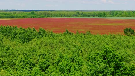 Camera slides left vibrant incarnate clover field stretching behind forest trees