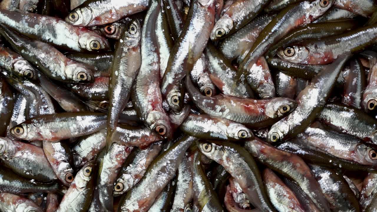 많은 작은 작은 물고기 anchovy, tyulka, sprats, 해산물 배경 신선한 원시 음식.