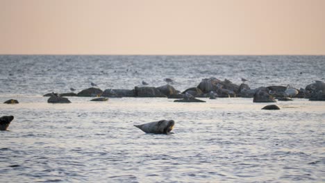 Handheld-shot-of-a-grey-seal-waving-to-the-camera-in-the-distance