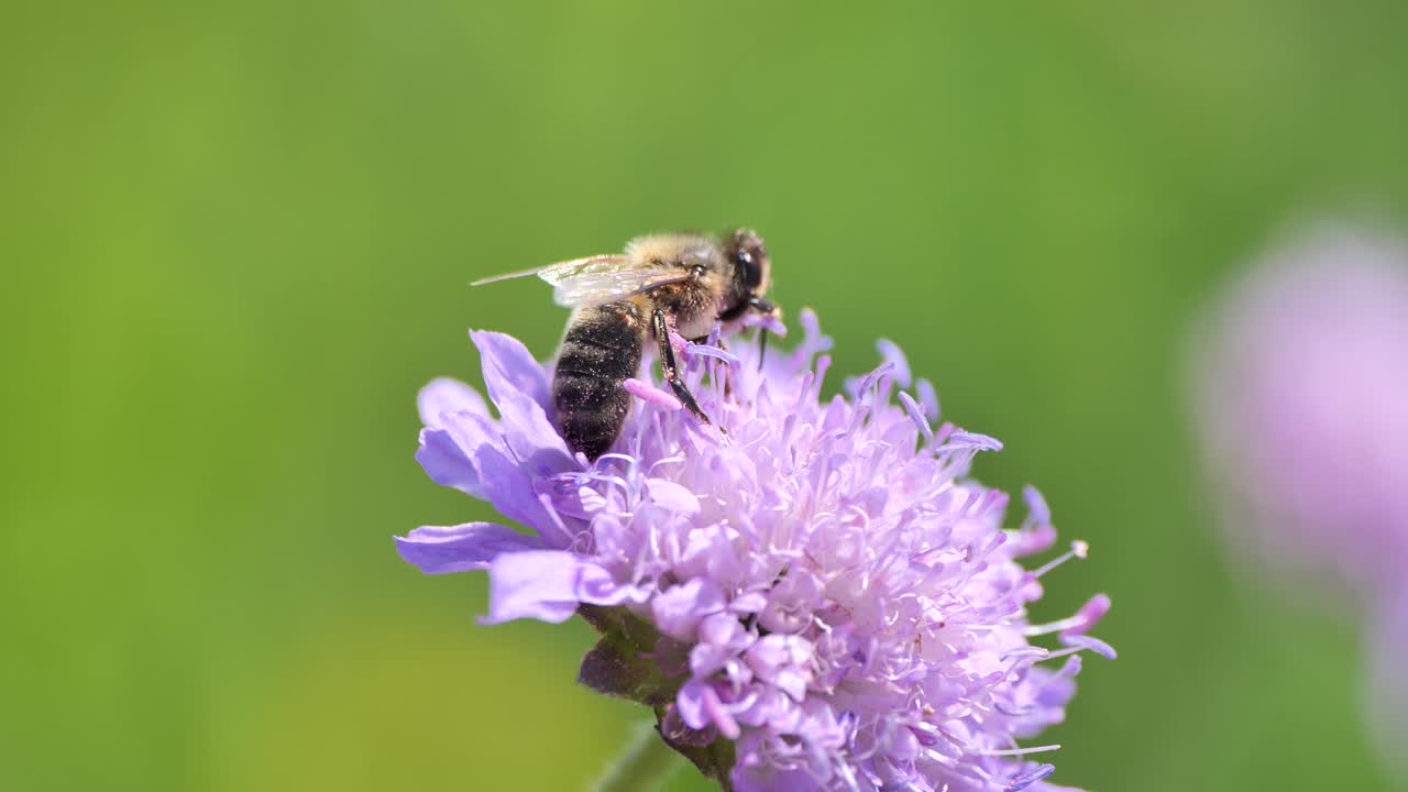 abeja salvaje recogiendo polen de flor de color púrpura en el jardín natural y volando lejos - primer plano