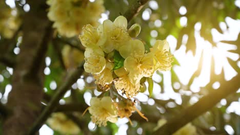 las abejas están recogiendo brotes amarillos de durian en el jardín de durian de la mañana