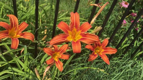 Schöne-Orangefarbene-Taglilien,-Die-Sanft-Im-Wind-Wehen