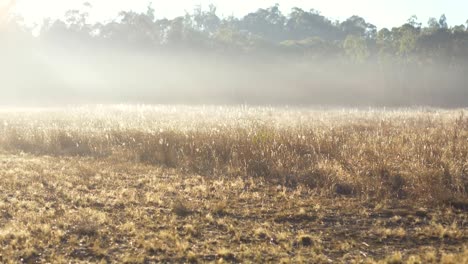 Mañana-Brumosa-En-Tierras-De-Cultivo-Australianas