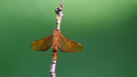 libélula grasshawk, neurothemis fluctuans
