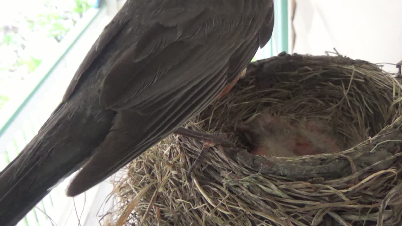 Mother's flight from nest triggers cute baby Robin to beg for a meal
