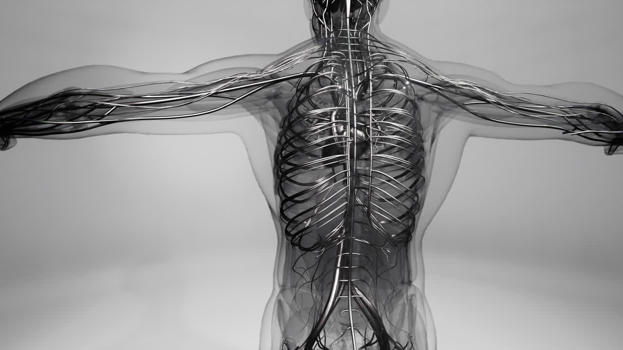 Animazione medicalmente accurata del cuore con vene e arterie