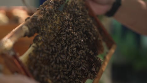 beekeeper holding a bee hive honeycomb wooden frame full of bees