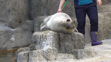 harbor seals rests on the rock p1