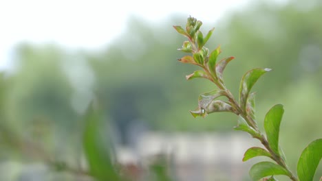 static-shot-of-a-plant-after-rainfall-with-droplets-on-the-leaves_1