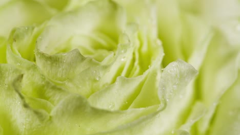 Rose-Flower-close-up