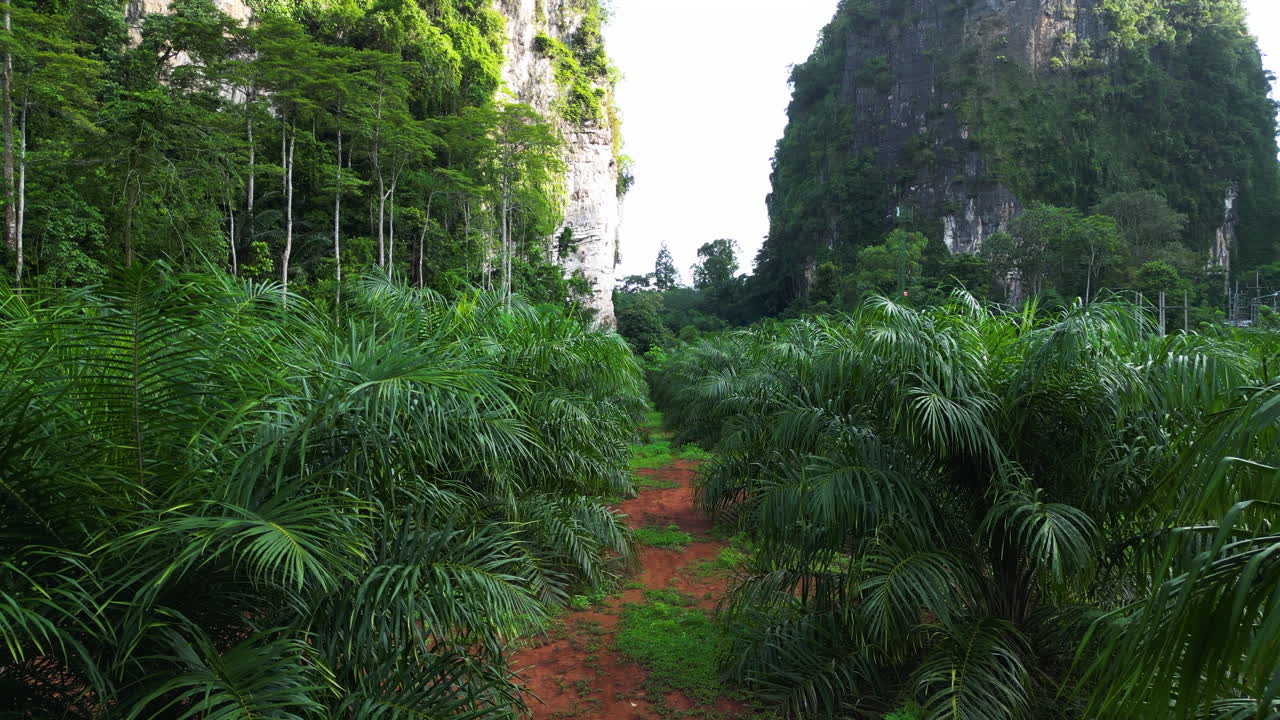un sendero densamente habitado por plantas se curva entre las montañas de tailandia.