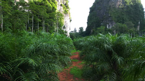 a trail heavily inhabited by plants is curling between the mountains in thailand