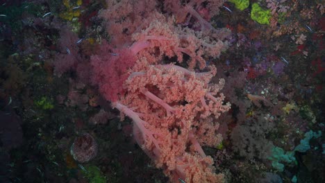 flotando a lo largo de corales blandos rosados en arrecifes de coral tropicales