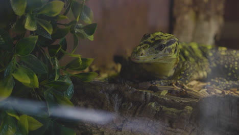 Varanus-Cumingi-lizard-basking-in-slow-motion