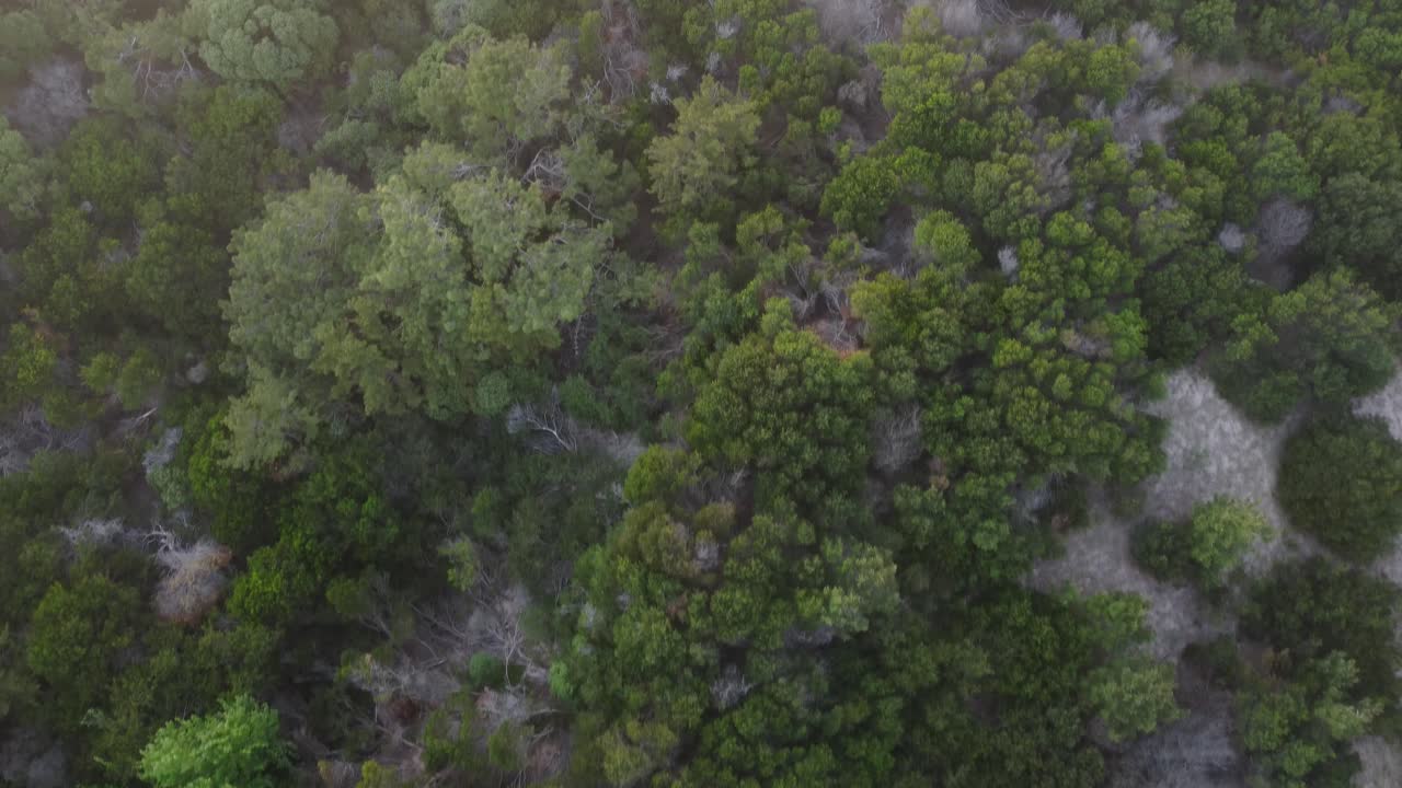vista de arriba hacia abajo del bosque de otoño, toma aérea del bosque de otoño