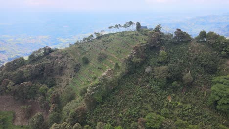 rivers, trees, animals and nature of colombia