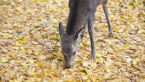 young deer eating autumn golden ginkgo leaves on forest floor