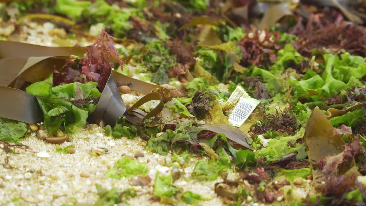 포르투갈, 포르토, 마토지뉴스 해변에서 퍼벨로우 조류와 혼합된 껌 플라스틱 포장지