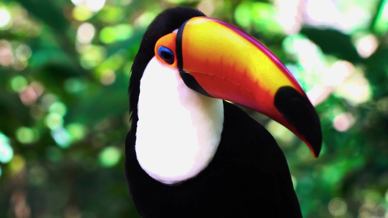Um retrato frontal cinematográfico de tirar o fôlego em plano médio-fechado, capturando um tucano-toco selvagem virando a cabeça graciosamente, exibindo seu enorme bico laranja vibrante contra uma selva verde exuberante e desfocada.