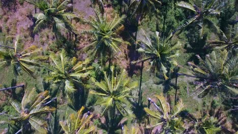 aerial-top-down-view-of-rotating-coconut-trees,-palm-trees-moving-in-the-wind