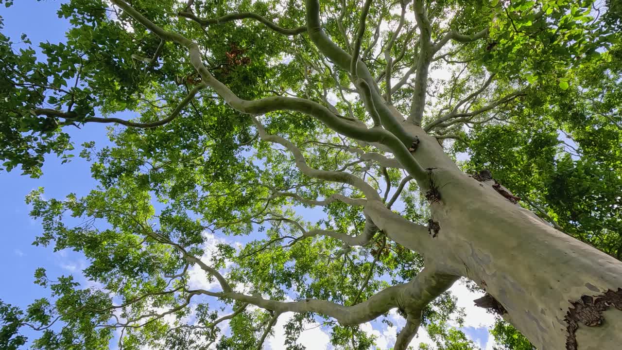 Upward view of a eucalyptus tree with sunlight filtering through leaves, capturing serene movement and vibrant greenery