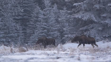 Tracking-shot-of-a-couple-of-moose-walking-near-some-snowed-pines-in-Canada