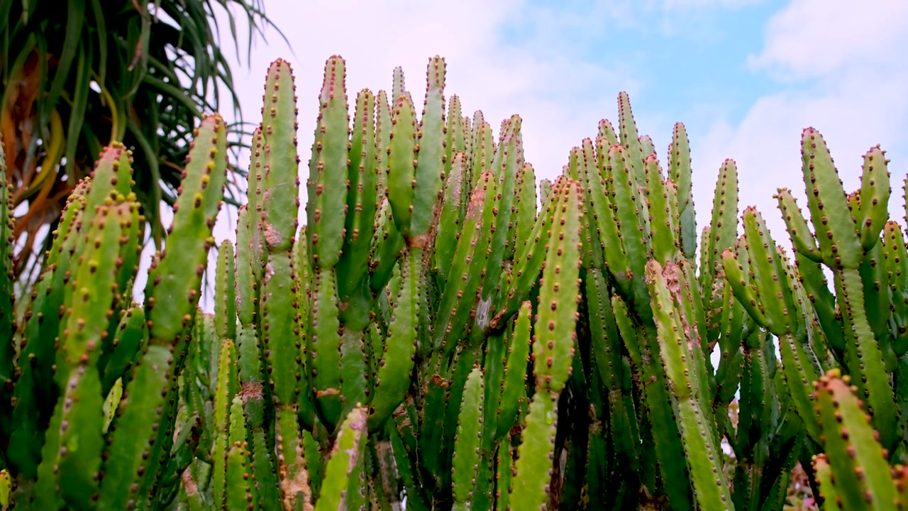 Cây mọng nước hình chân nến Euphorbia ingens với các cành hình cột có gai