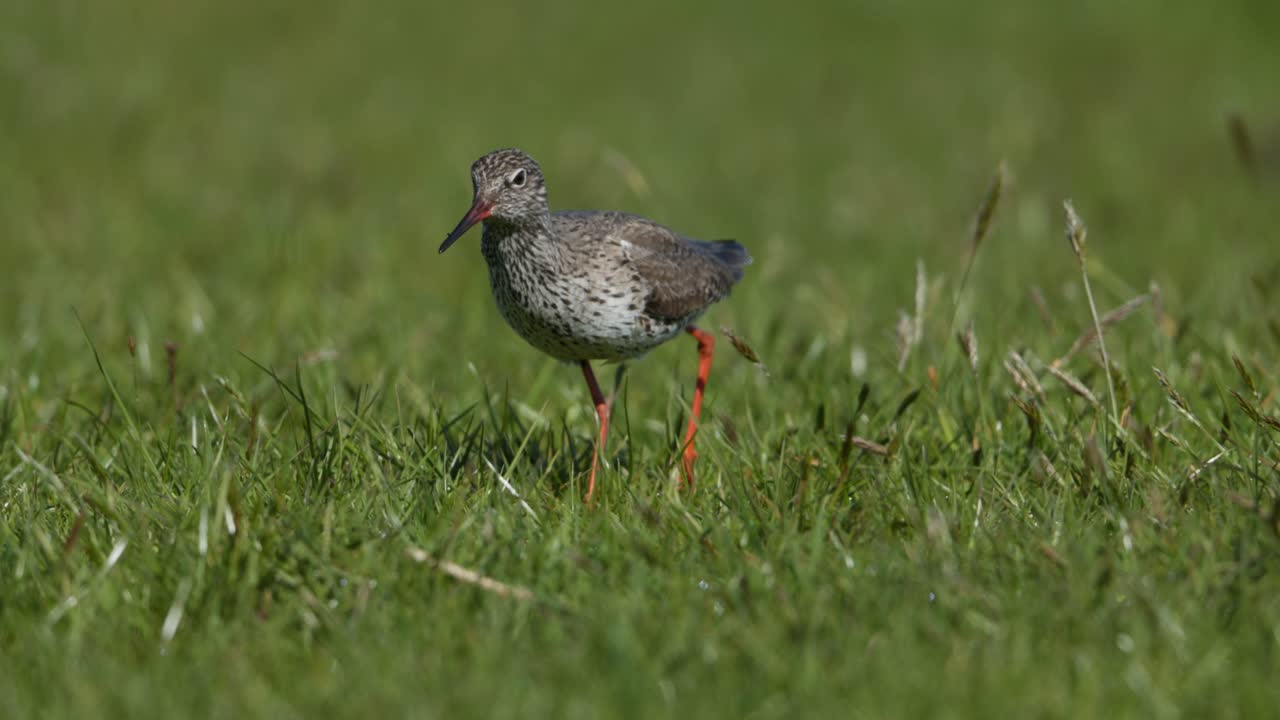 Redshank Bird in Grassy Field