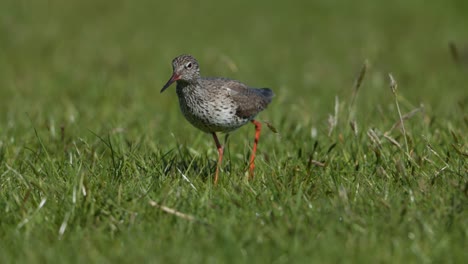 redshank bird in grassy field