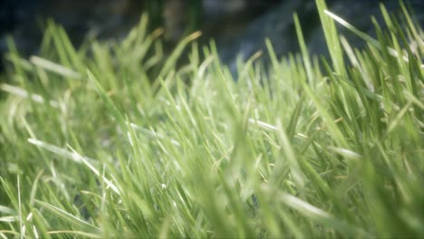 fresh green grass on the forest