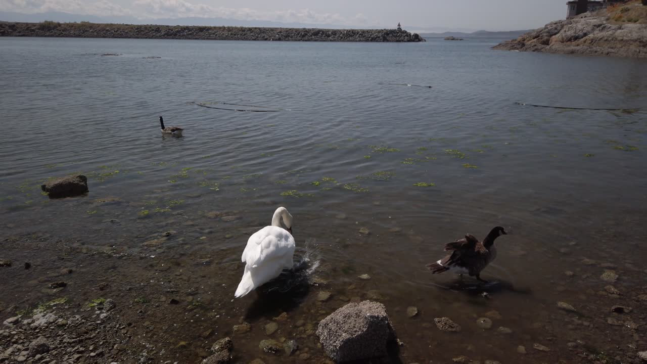 Swan and ducks swimming in Pacific ocean during summer in Canada