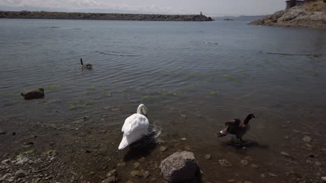swan and ducks swimming in pacific ocean during summer in canada