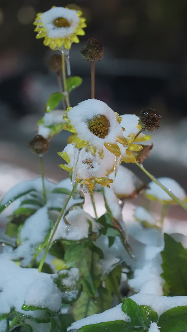 Girasoli coperti di neve a fuoco con un'auto che passa sullo sfondo, vista parzialmente sfocata di un'area residenziale con luci calde e neve soffice.