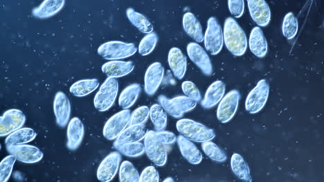 microscopic view of numerous paramecium or protozoa organisms