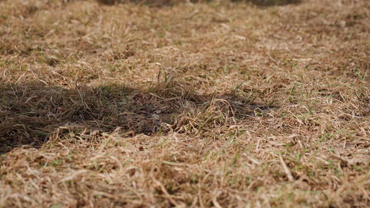 그림자가 드리워진 마른 풀밭 클로즈업, 텅 비고 짚이 흩뿌려진 늦여름 목초지, 흙 갈라짐과 자연스러운 텍스처가 있는 소박한 농장 분위기, 땅을 검사하는 정원사
