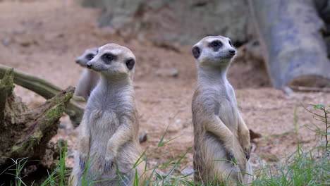 meerkats standing on their hind legs watching over their territory - close up