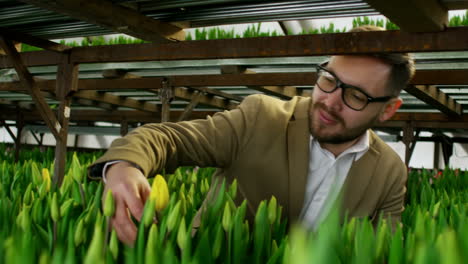 Er-Inspiziert-Knospen-Gelber-Tulpen,-Die-In-Hochbeeten-Im-Gewächshaus-Wachsen