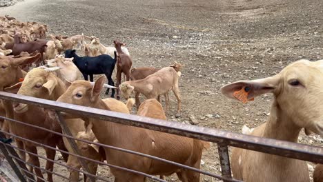 Big-herd-of-goats,-animals-at-a-farm-in-Spain,-farm-to-table,-ecological-farming,-4K-shot