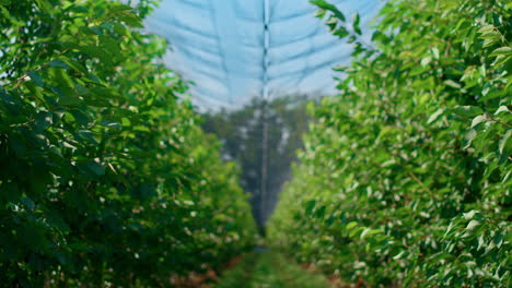 árboles de jardín que crecen en tierras de cultivo que producen alimentos frescos y saludables en el campo