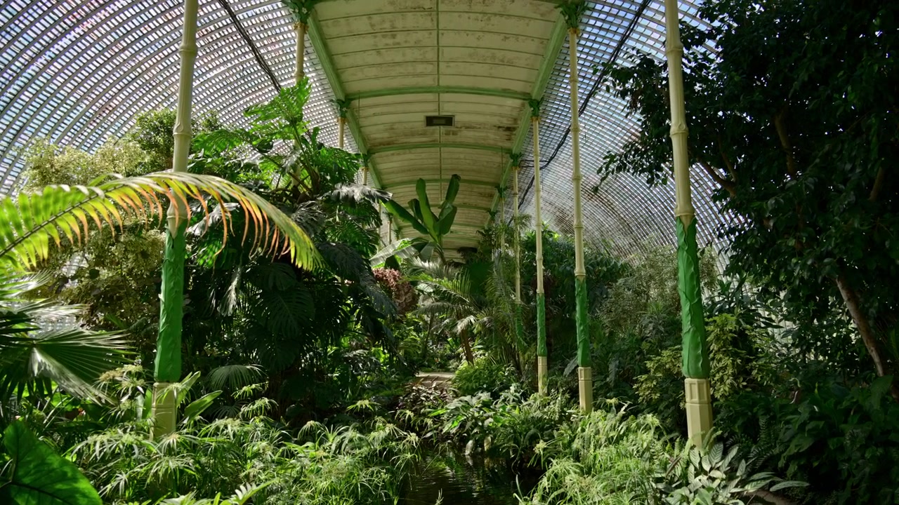 Il tetto a volta in ferro e vetro di una serra delle palme sopra una fitta vegetazione tropicale, Lednice, Repubblica Ceca