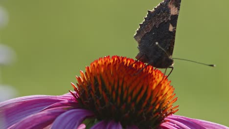 Una-Pequeña-Mariposa-De-Carey-Come-Néctar-En-Coneflower-Naranja-En-Verano