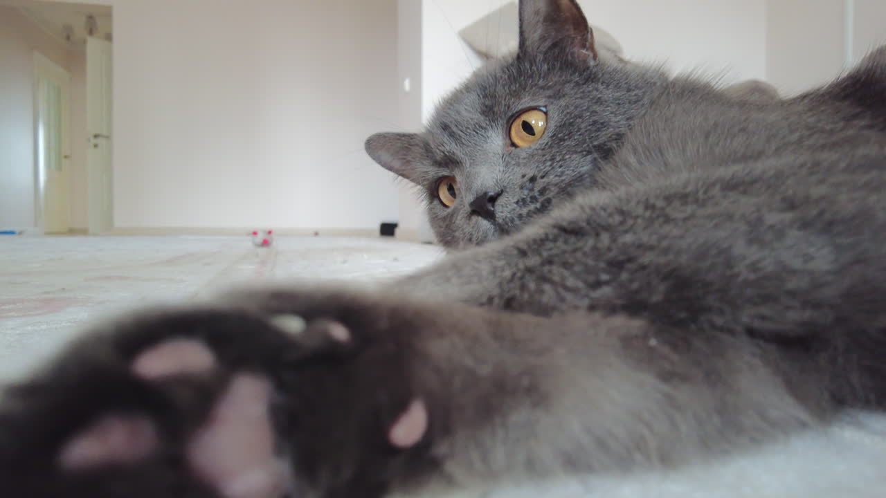 Close up of British Shorthair cat resting on a carpet