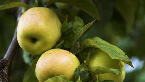 green apples on apple tree ready to harvest