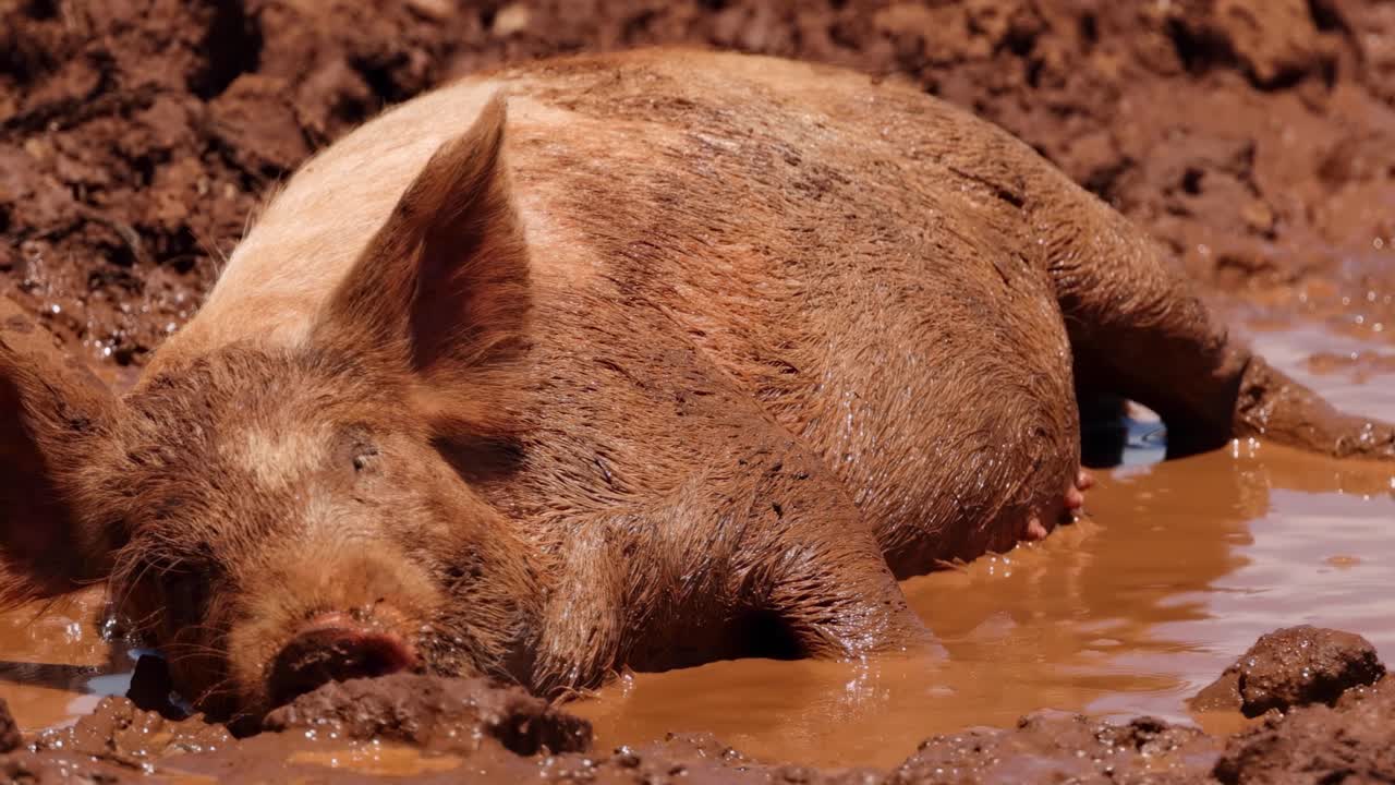 A pig lies comfortably in a muddy pool, enjoying a peaceful moment.