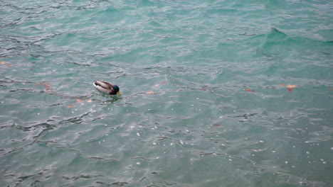 Mallard-duck-swims-in-agitated-turquoise-waters