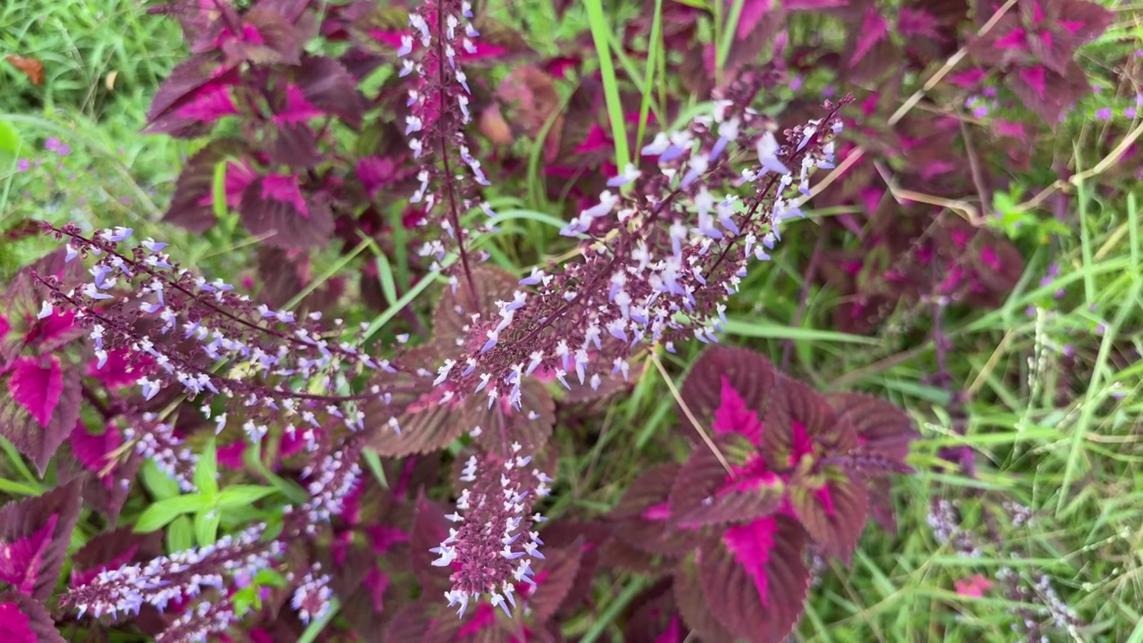 Pianta di Coleus viola e rosa vivaci con piccoli fiori