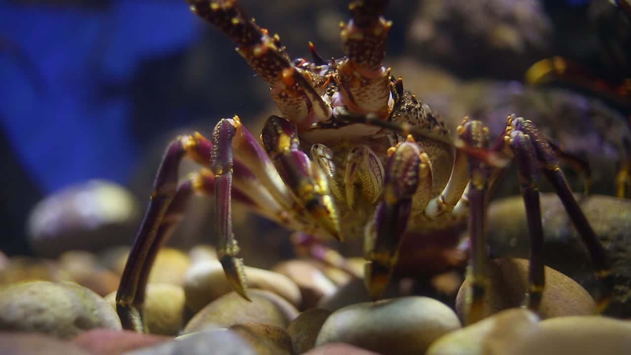 Close-up: Lagosta espinhosa roxa e dourada caminha sobre pedras de seixo do fundo