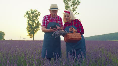 Senior-grandfather,-grandmother-farmers-growing-lavender,-holding-digital-tablet,-examining-harvest