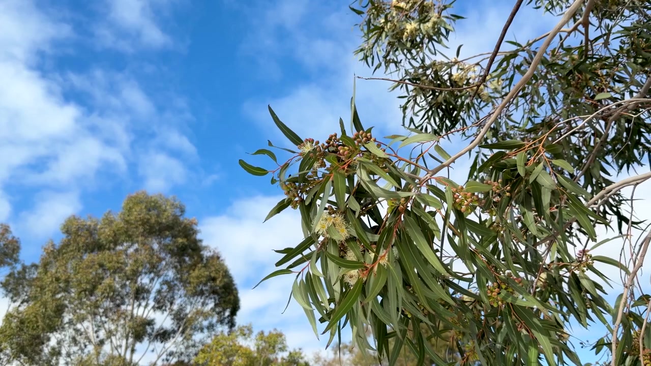 Nærbilde av gule eukalyptusblomster og eukalyptusfrøkapsler på en gren i Dubbo, New South Wales
